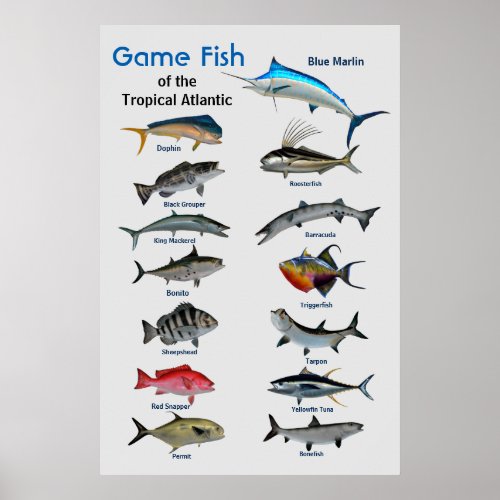 Game fish of Tropical Atlantic Ocean Poster
