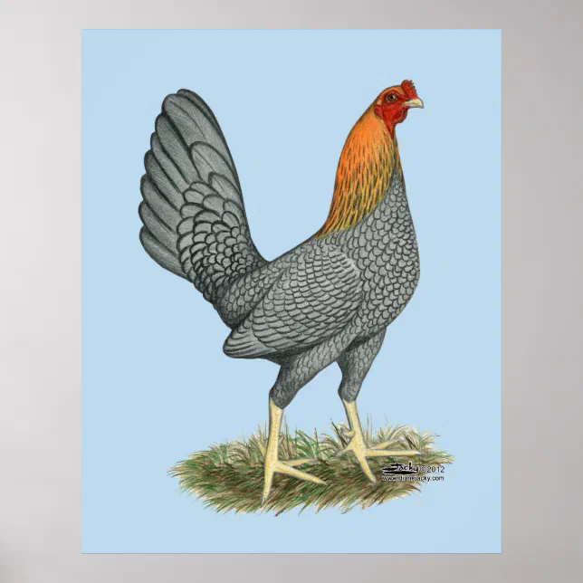 Game Hen Blue Red Poster | Zazzle