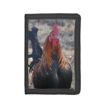 Game Rooster Photo Trifold Wallet by Scotts_Barn at Zazzle
