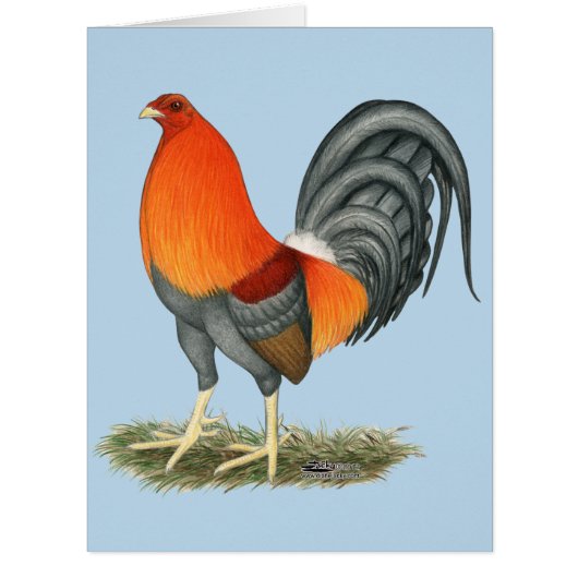 Gamecock Blue Red Rooster (Front)