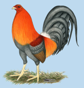 rooster cake toppers zazzle