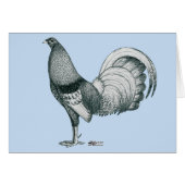 Gamecock Crele or Dom (Front Horizontal)