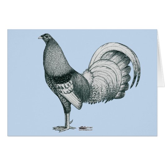 Gamecock Crele or Dom (Front Horizontal)