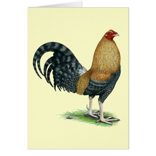 Gamecock:  Dom or Crele (Front)