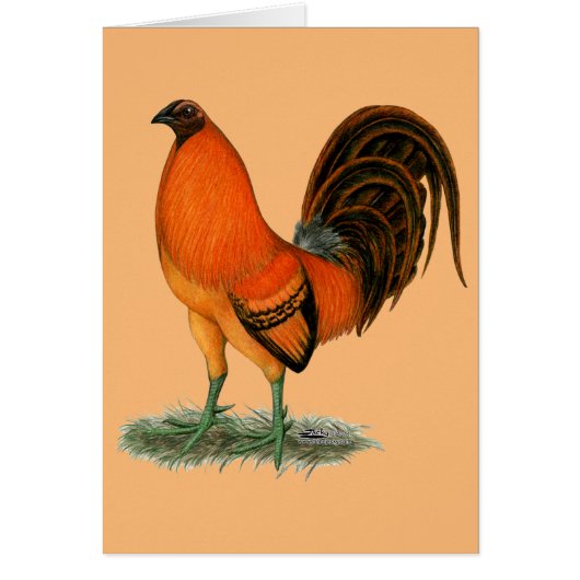 Gamecock Ginger Red Rooster Cards (Front)