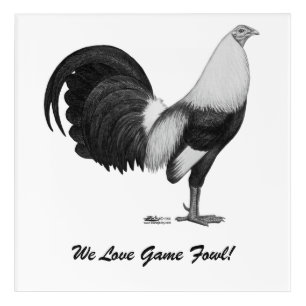 Gamecock Grey Duckwing Acrylic Print