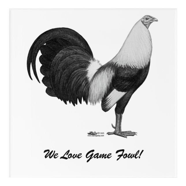 Gamecock Grey Duckwing Acrylic Print (Front)