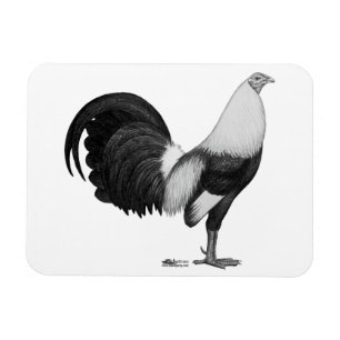 Gamecock Grey Duckwing Magnet