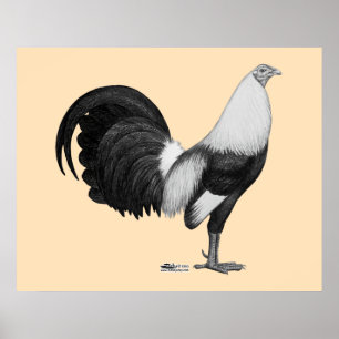 Gamecock Grey Duckwing Poster