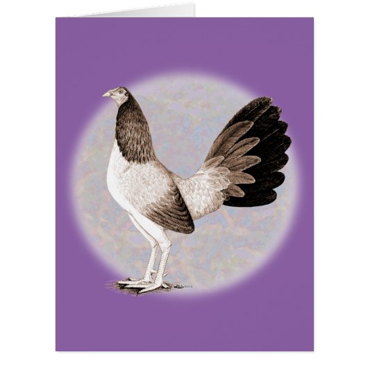 Gamecock:  Hennie (Front)