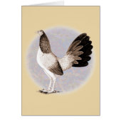 Gamecock:  Hennie (Front)