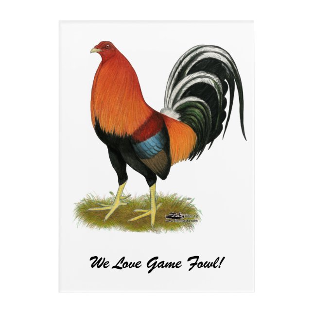 Gamecock Wheaten Rooster Acrylic Print (Front)