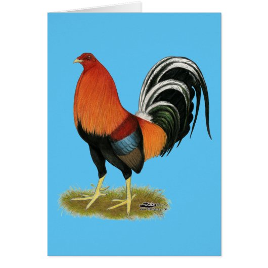 Gamecock Wheaten Rooster Cards (Front)