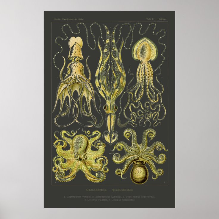 Gamochonia Ernst Haeckel Squid Octopod Poster Zazzle