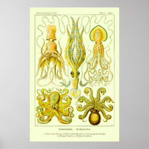 Gamochonia _ Ernst Haeckel Squid Octopod Poster