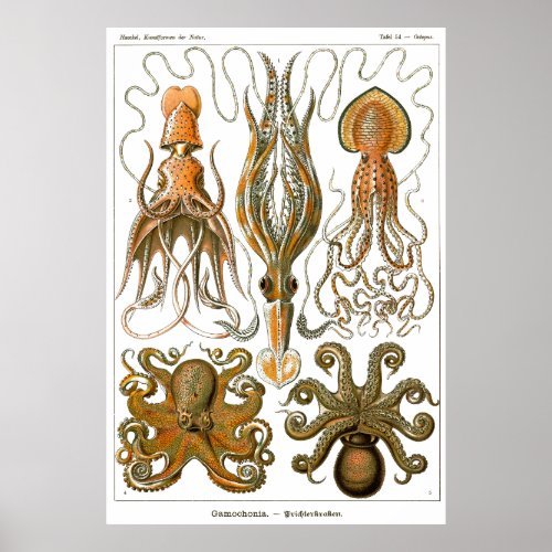 Gamochonia _ Ernst Haeckel White Background Poster