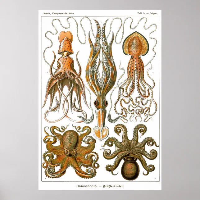 Gamochonia Ernst Haeckel White Background Poster Zazzle