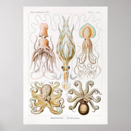 Gamochonia_Trichterkraken by Ernst Haeckel Poster