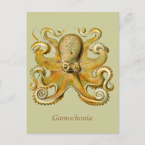 Gamochonia Vertical Postcard