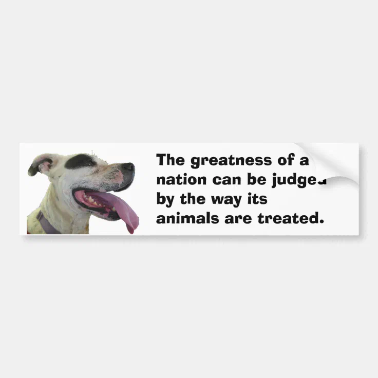 Gandhi Animal Quote Dog Bumper Sticker | Zazzle