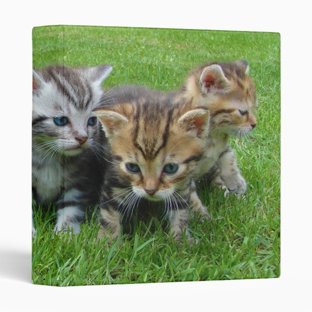 Gang of Adorable Kittens 3 Ring Binder (Front/Spine)