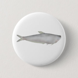Gangetic Hairfin Anchovy Button