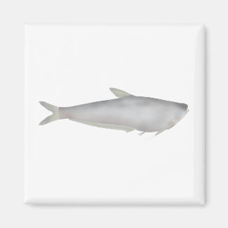 Gangetic Hairfin Anchovy Magnet