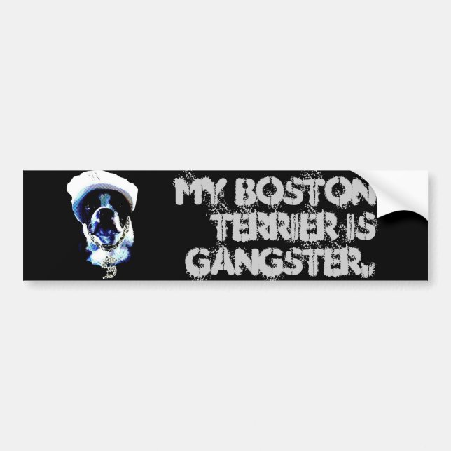 Gangster Boston Terrier Bumper Sticker (Front)