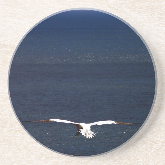 Gannet Spreading Wings  above Ocean   Coaster