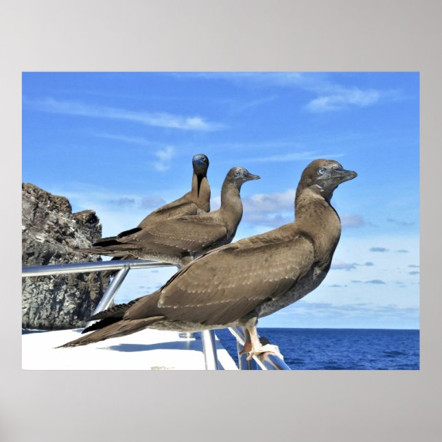 Gannet Trio Poster (Front)