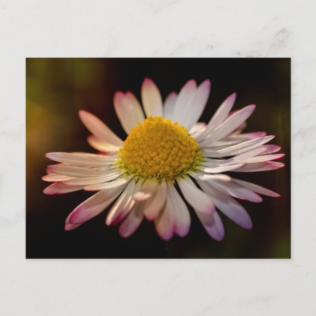 Gänseblümchen Postcard (Front)