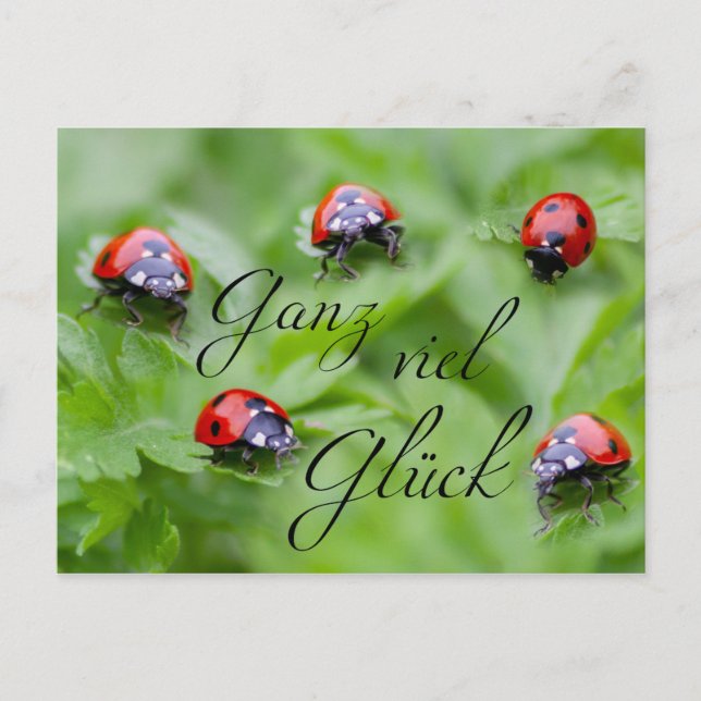Ganz viel Glück - mit Marienkäfern! Postcard (Front)