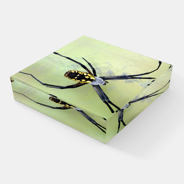 Garden Argiope Garden Spider Glass Paperweight (Angled)