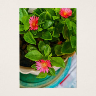 Garden Baby Sun Rose Plant In A Pot Profile Card