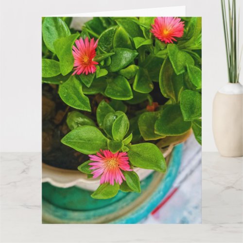Garden Baby Sun Rose Plant In Pot Folded Greeting  Card