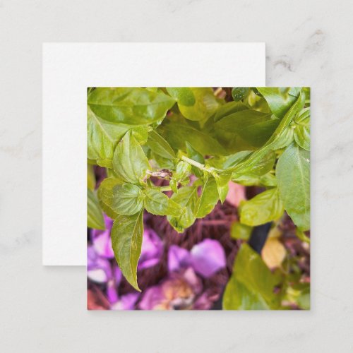 garden basil note card