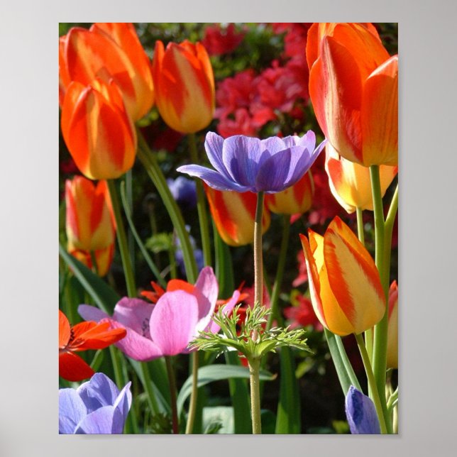 Garden Beauty Poster (Front)