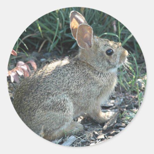 Garden Bunny Classic Round Sticker