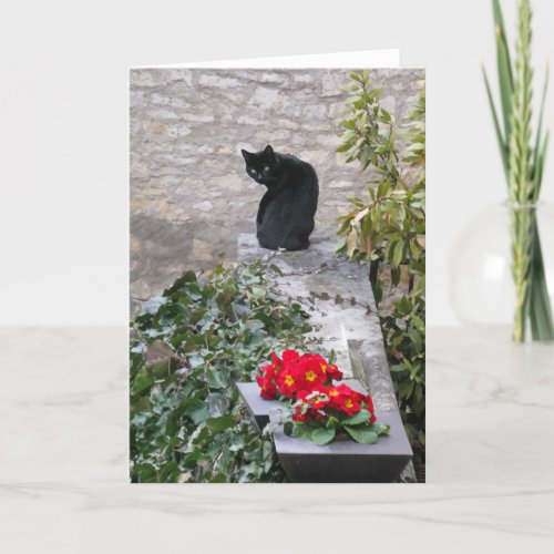 Garden Cat Birthday Card