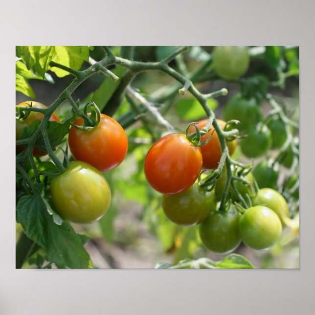 Garden Cherry Tomatoes Nature Poster (Front)