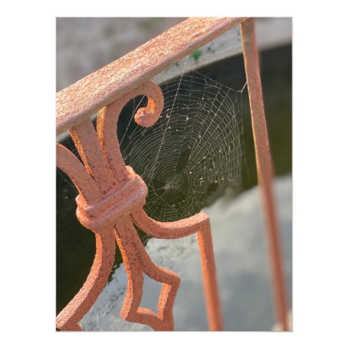 Garden Cobweb in Siena Italy Photo Print
