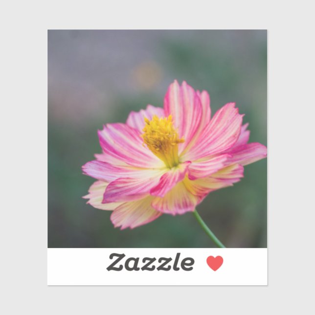Garden Cosmos flower Sticker (Sheet)