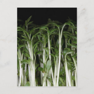 Garden Cress Lepidium sativum Postcard