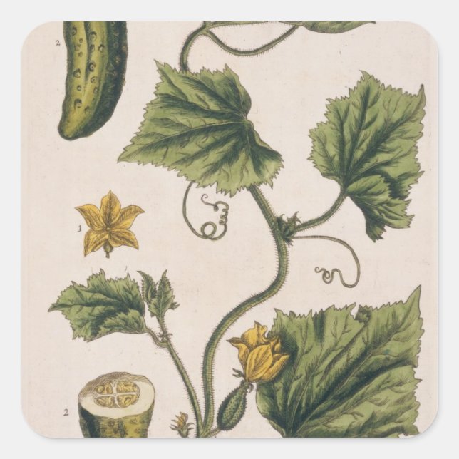 Garden Cucumber, plate 4 from 'A Curious Herbal', Square Sticker (Front)