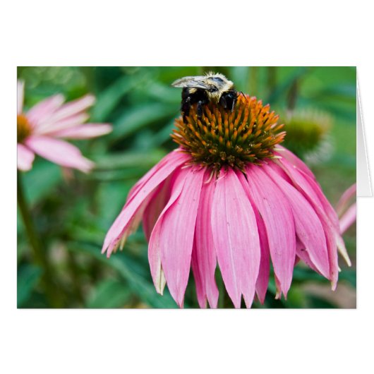 Garden Delight Cards (Front Horizontal)