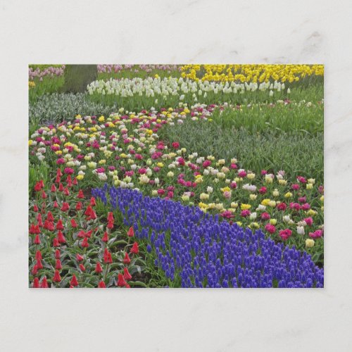 Garden design of Grape Hyacinth and tulips Postcard