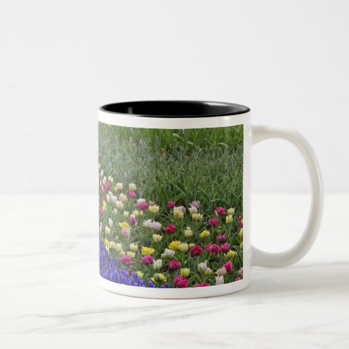Garden design of Grape Hyacinth and tulips Two_Tone Coffee Mug