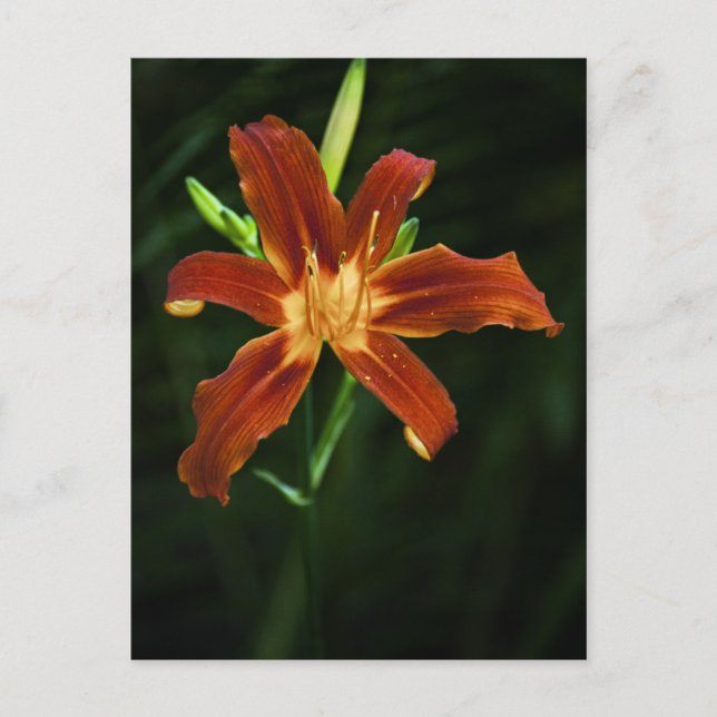 Garden Flame Postcard (Front)