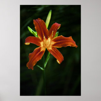 Garden Flame Print