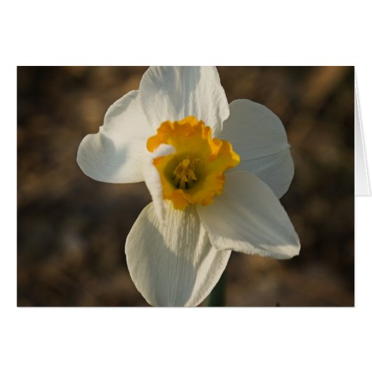 Garden Flower (Front Horizontal)